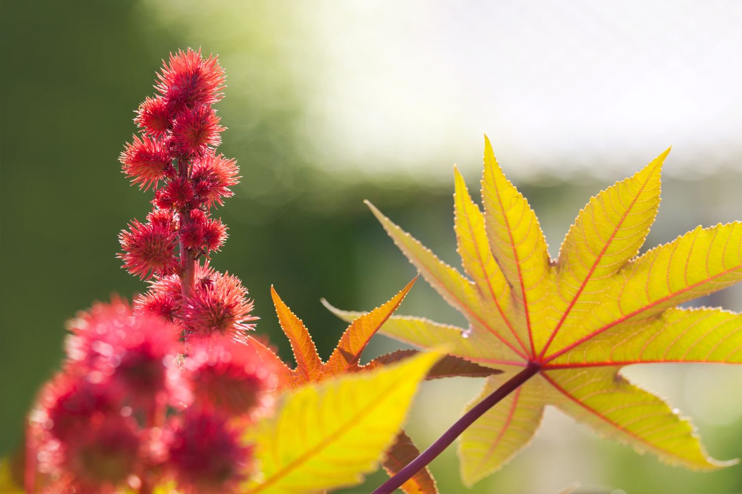 Benefits of Castor Leaves
