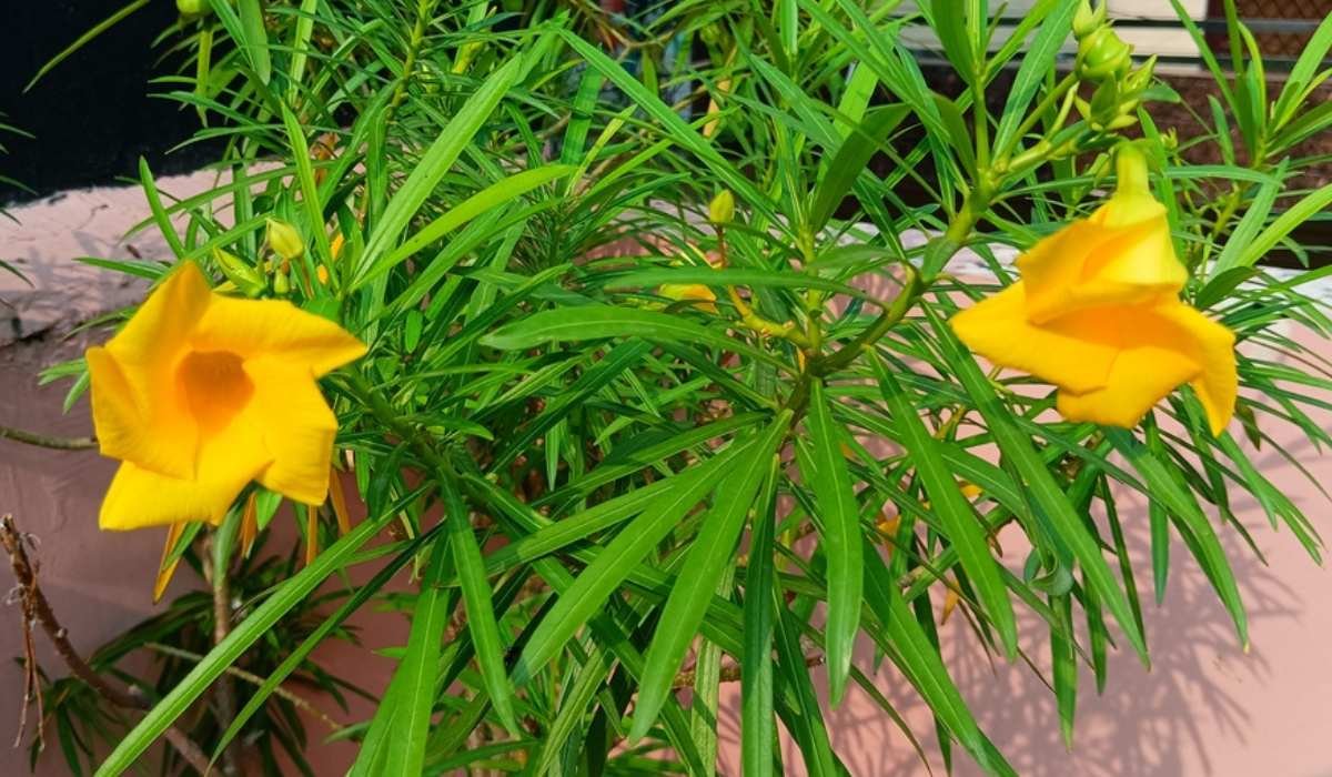 Kaner Flower Benefits