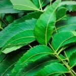 Neem Leaves Benefits
