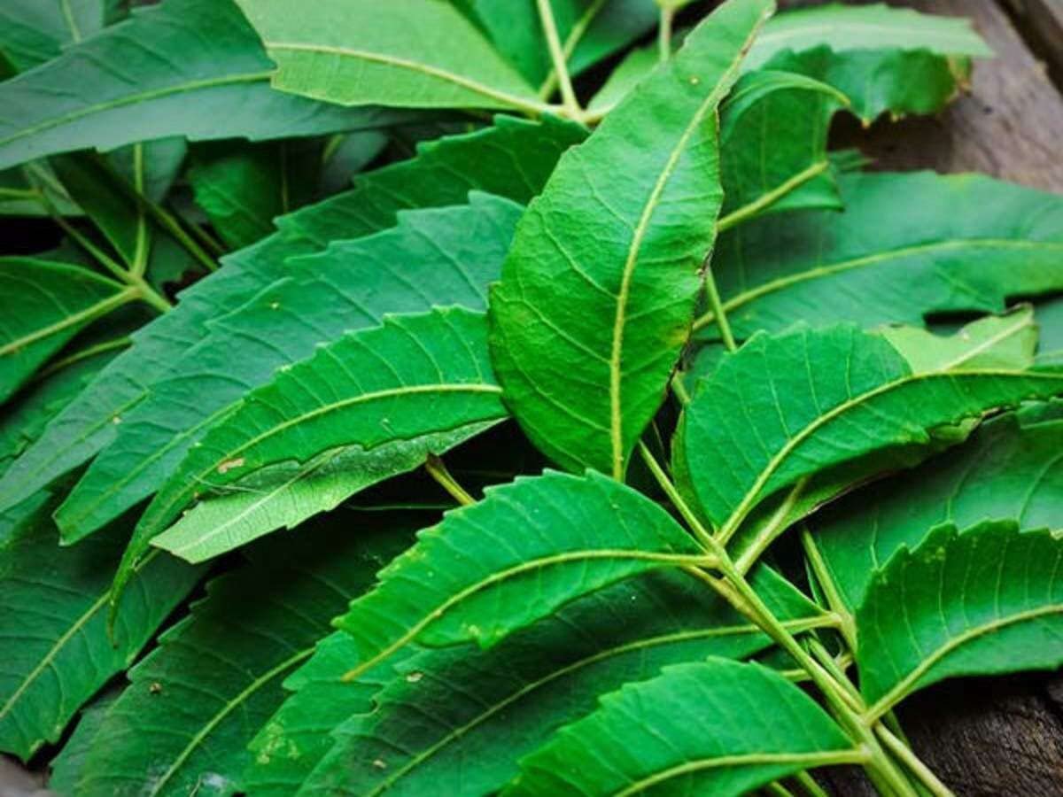 Neem Leaves Benefits