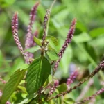 What is Apamarga and Benefits