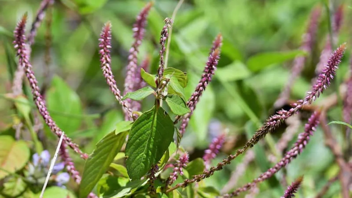 What is Apamarga and Benefits
