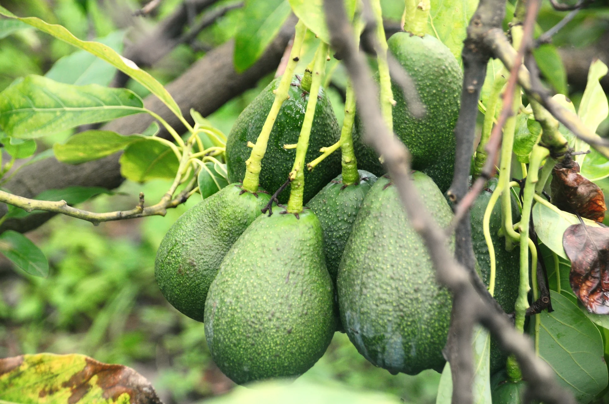 avocado khane ke 7 fayde