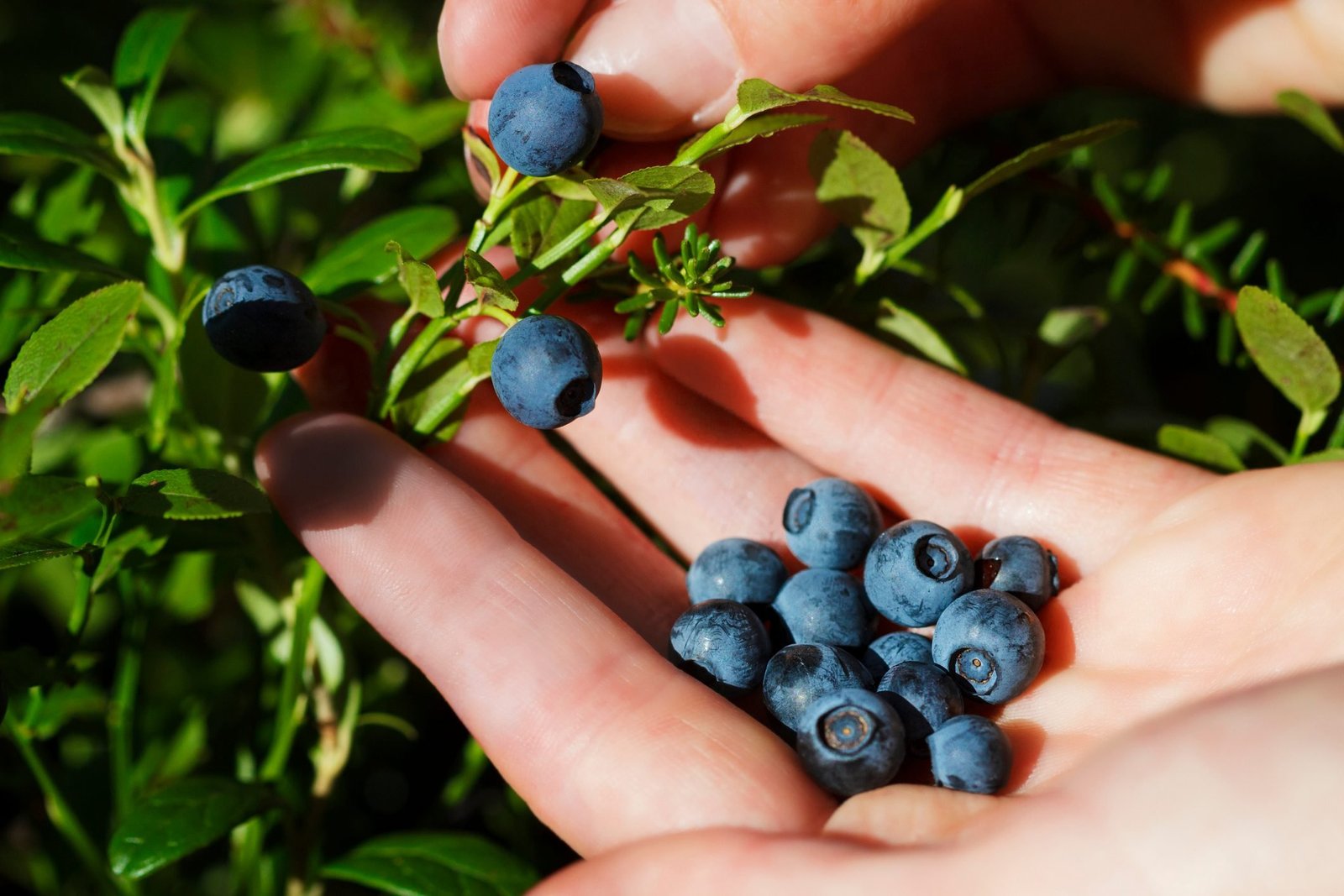 blueberry khane ke fayde dimag tez immunity heart health
